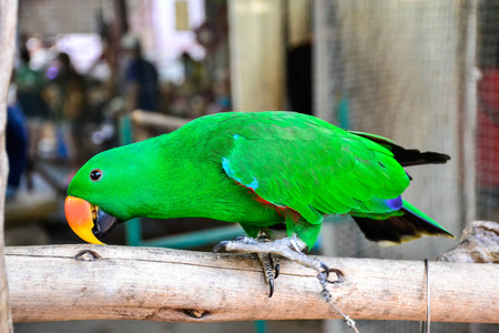 the green parrotの写真素材