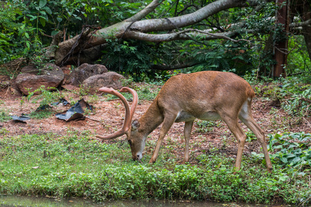 Deer the day before it rained.の写真素材
