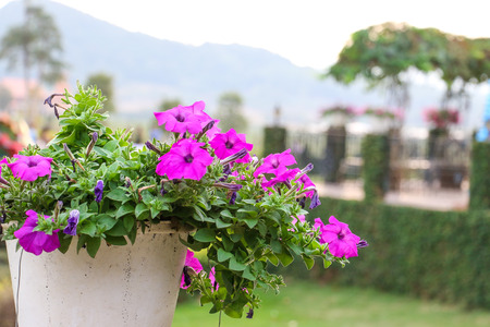 Vinca flower planted in pots white.の写真素材