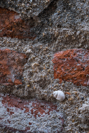 Shells on the old wall.の写真素材