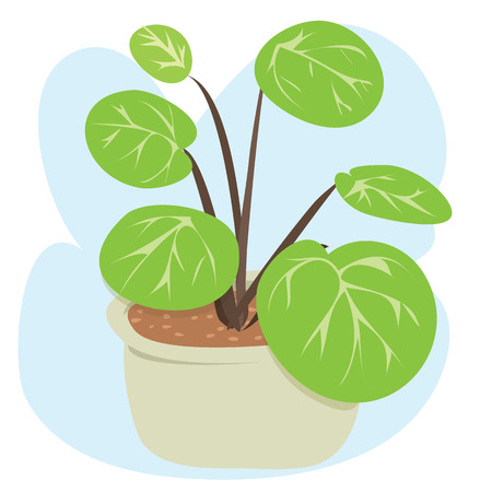 potted plantのイラスト素材