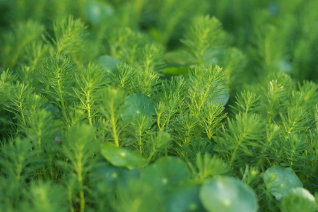 Green and harmoniousの写真素材