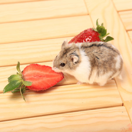 Hamster eats strawberries on a wooden boardの写真素材