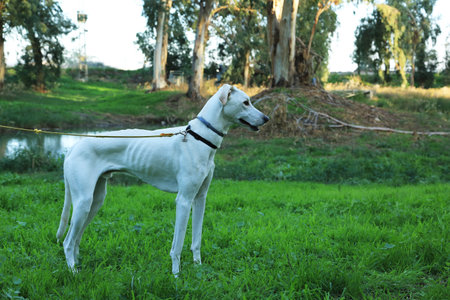 Hunting dog of white color on the nature