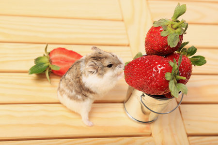 A small hamster eats strawberriesの写真素材