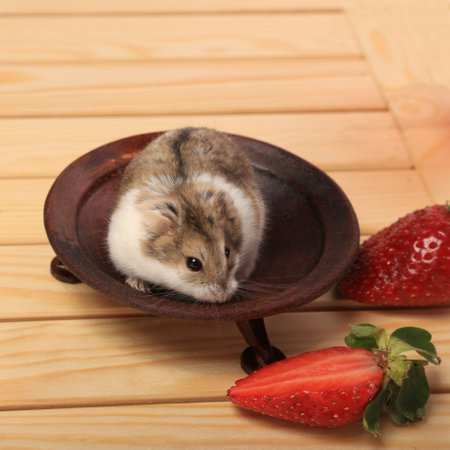 A hamster in a wooden saucer looks at a red fragrant strawberryの写真素材