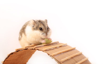 Hamster with round cheeks on a cardboard bridgeの写真素材