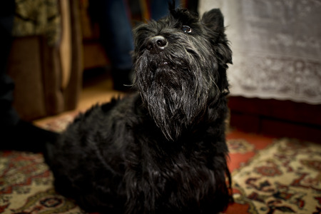 the dog at the weddingの写真素材