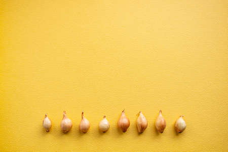 small onions suitable for planting in the ground. onions.の写真素材