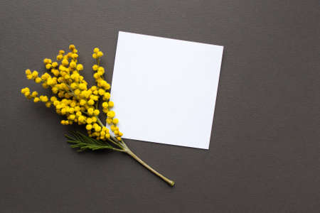 A sheet of white paper, a sprig of mimosa lie on a gray backgroundの写真素材