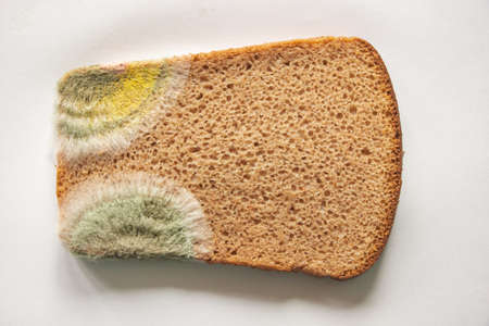 beautiful mold on a piece of bread. Background is whiteの写真素材