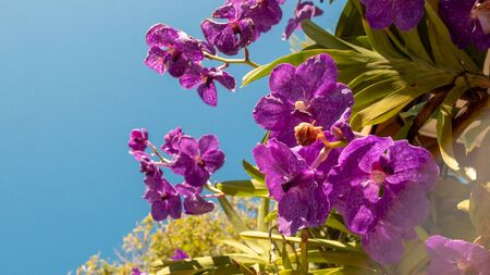 The deep Violet Vanda orchid are blooming in the gardenの写真素材