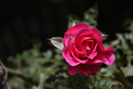 Red rose. Close-up of flower head of bright red rose.の写真素材
