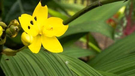 Beautiful yellow lily and sunlight. Beautiful yellow lily on sunlight close upの写真素材