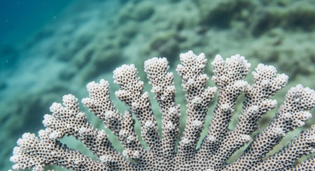 Close-up view of a coral reef showcasing intricate patterns and textures, highlighting the beauty and complexity of marine ecosystems.