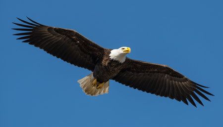 A majestic bald eagle in flight, showcasing its impressive wingspan and powerful presence.