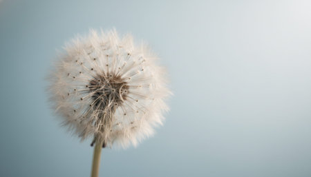 A close-up view of a dandelion flower against a blue background.