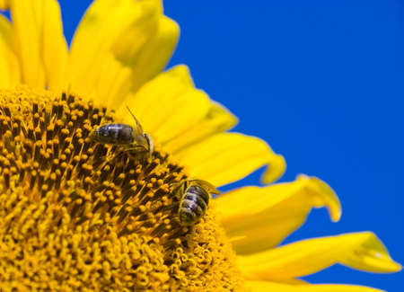 Two bees on a sunflowerの写真素材