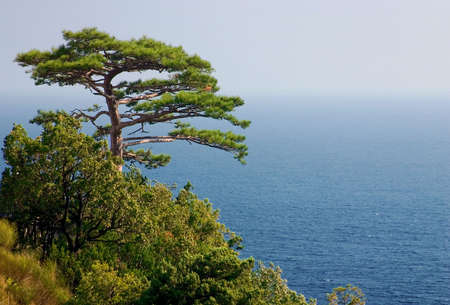 A lonely pine on  Black sea backgroundの写真素材
