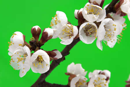 Branch of a blossoming cherry on a green backgroundの写真素材