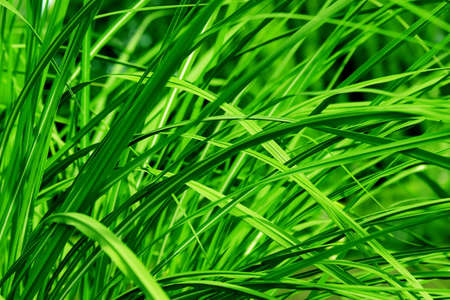 Close-up of green grassの写真素材