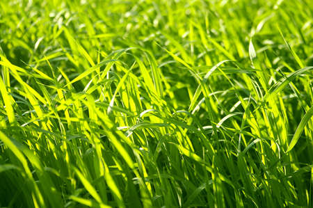 Close-up of green grassの写真素材