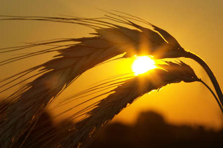 Silhouette of wheat on a sundown backgroundの写真素材