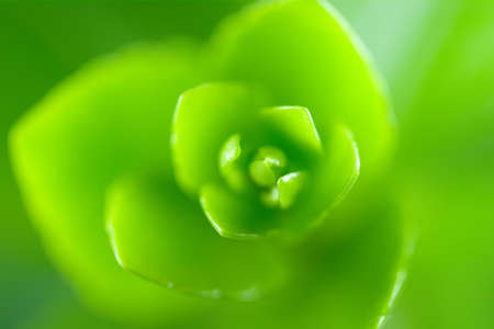 Close-up abstraction of a green houseplantの写真素材