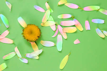 Camomile and color petals on a green backgroundの写真素材