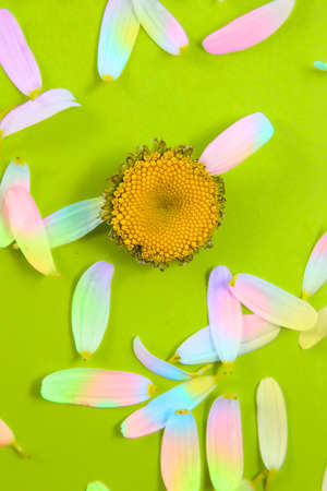 Camomile and color petals on a green backgroundの写真素材