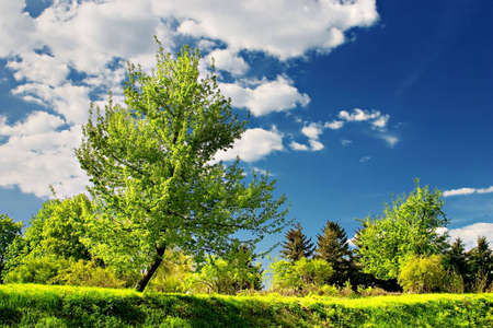 Summer landscape. Green trees on blue sky backgroundの写真素材