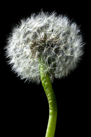 Close-up of dandelion on black backgroundの写真素材