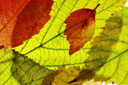 Background from colorful fallen leaves
