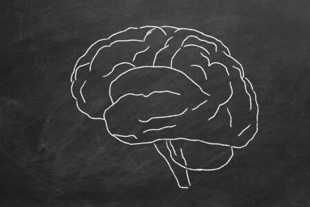 Chalk drawn human brain  on a blackboard.の写真素材