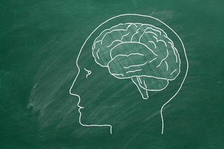 Brain drawing with chalk on greenboardの写真素材