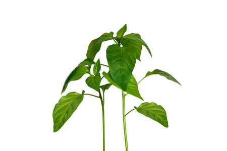 Seedlings of sweet pepper Capsicum annuum isolatedの写真素材