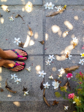 Frangipani on the ground の素材
