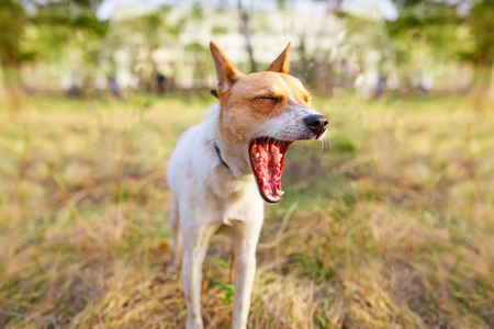 Funny yawning dogの写真素材