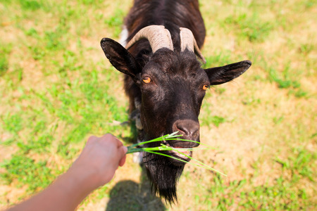 Feeding goat and hand with leaf of grassの写真素材