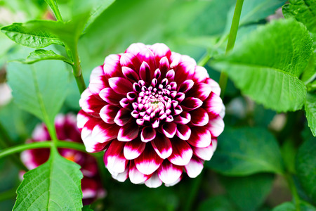 Close-up of beautiful purple and white dahlia flower in the garden.の写真素材