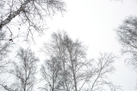 Crown of birch trees under winter gray dull sky. Winter season background.の写真素材