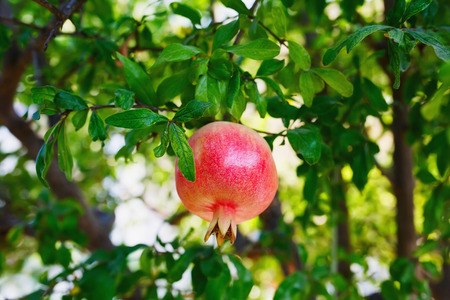 Tree branch with ripe and red pomegranate fruit, selective focus