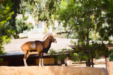Mouflon Bighorn Mountain Sheep male with large horns standing on cliff with pine tree background