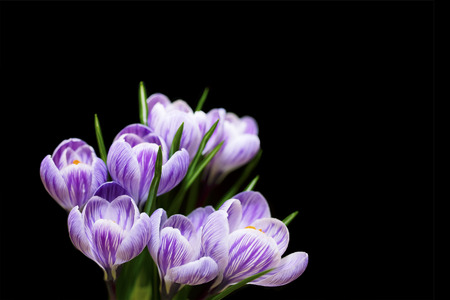 Spring crocus flowers, isolated on black. Selective focus.の写真素材