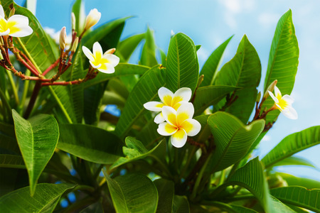White and yellow Plumeria flowers. (frangipani flowers, Frangipani, Pagoda tree or Temple tree)の写真素材