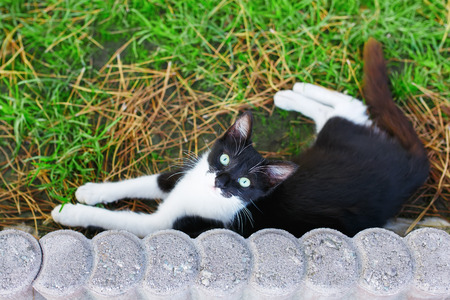 Cat laying on the grass, looking straight in the camera.の写真素材