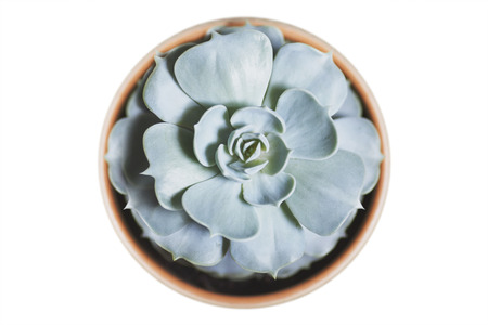 Succulent Echeviria in the round pot. Isolated on whiteの写真素材