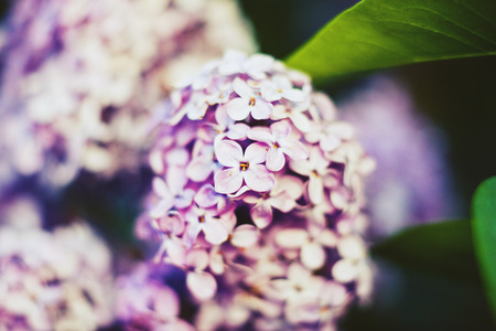 Close-up beautiful lilac flowers on branch with the leaves.の写真素材