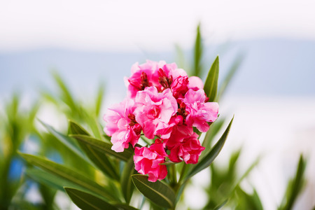 Oleander shrub, pink rose flowers with leaves. (Nerium oleander L.)の写真素材