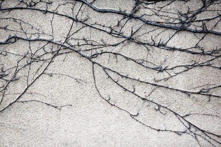 Dry trunks and branches of ivy plant with no leaves on the old wall. Virginia creeper (Parthenocissus quinquefolia) in winter.の写真素材